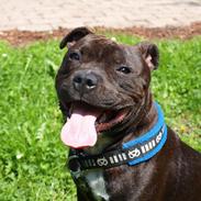 Staffordshire bull terrier Albert