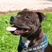 Staffordshire bull terrier Albert