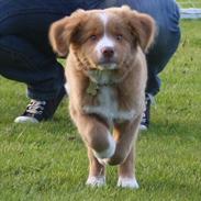 Nova scotia duck tolling retriever Saga