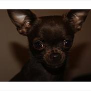 Chihuahua Vesterborgs Chokolate Chip