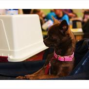 Chihuahua Vesterborgs Chokolate Chip