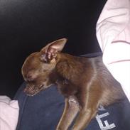 Chihuahua Vesterborgs Chokolate Chip