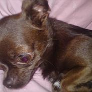 Chihuahua Vesterborgs Chokolate Chip