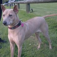Thai ridgeback dog Djiva  2009-2911 