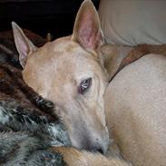 Thai ridgeback dog Djiva  2009-2911 