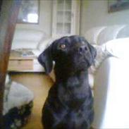 Labrador retriever Rosa