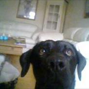 Labrador retriever Rosa