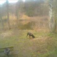 Labrador retriever Rosa