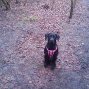 Labrador retriever Rosa