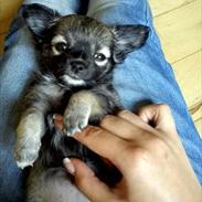 Chihuahua Angel (Perle)