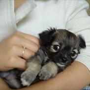 Chihuahua Angel (Perle)