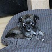 Chihuahua Angel (Perle)