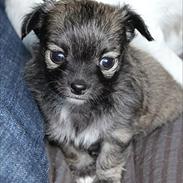 Chihuahua Angel (Perle)