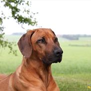 Rhodesian ridgeback (Bhara Bhara) Zibonille