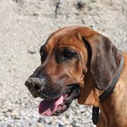 Rhodesian ridgeback (Bhara Bhara) Zibonille