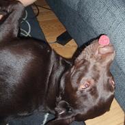 Labrador retriever Eddie