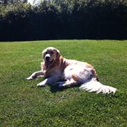 Golden retriever Lucky