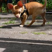 Dvaergpinscher Mushu