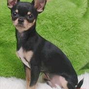 Dvaergpinscher Mushu