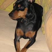 Dvaergpinscher Mushu