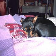 Dvaergpinscher Mushu
