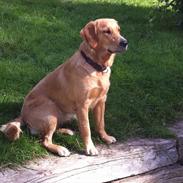Golden retriever Sally