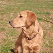 Golden retriever Sally