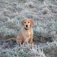 Golden retriever Sally