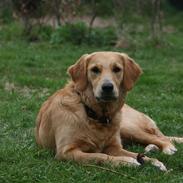 Golden retriever Sally