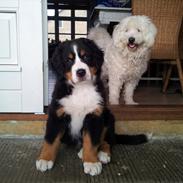 Berner sennenhund Bernhard