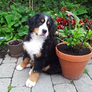 Berner sennenhund Bernhard