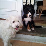 Berner sennenhund Bernhard