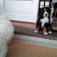 Berner sennenhund Bernhard