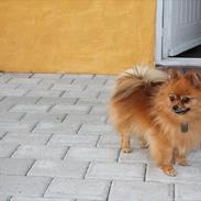 Pomeranian Bianca