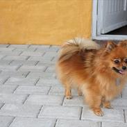 Pomeranian Bianca