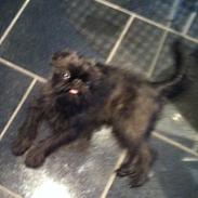 Griffon belge High Fly Barney