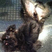 Griffon belge High Fly Barney