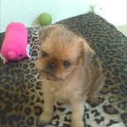 Griffon belge High Fly Barney