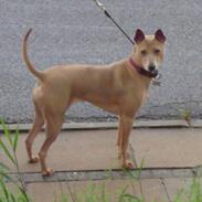 Thai ridgeback dog Djiva  2009-2911 