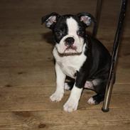 Boston terrier Hector