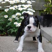 Boston terrier Hector