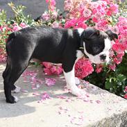 Boston terrier Hector