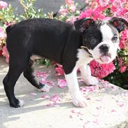 Boston terrier Hector
