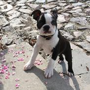 Boston terrier Hector