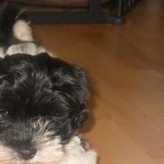 Bichon havanais calleø Pretty Bear`s Raymond (Hannibal)