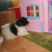 Bichon havanais calleø Pretty Bear`s Raymond (Hannibal)