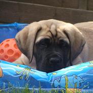 Mastiff hugedogge Veronica