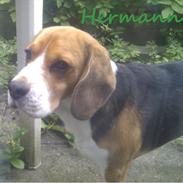 Beagle Hermann