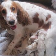 Cocker spaniel mathilde ( THILDE)