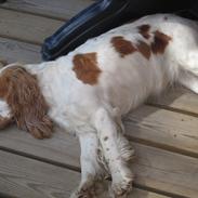 Cocker spaniel mathilde ( THILDE)